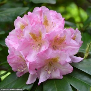 Rhododendron – Scintillation – #2 Container