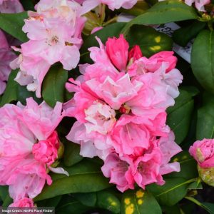 Rhododendron – Yaku Prince – #2 Container