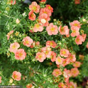 Potentilla – Happy Face® Orange – #2 Container