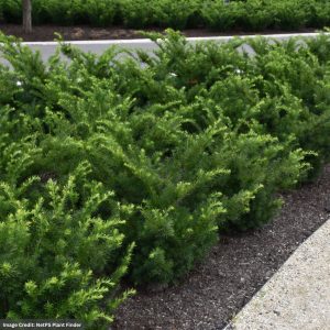 Yew – Densiformis – 18-24″ – B&B