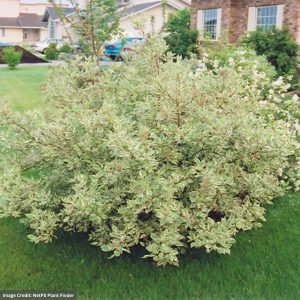 Dogwood – Red Twig Variegated – #2 Container