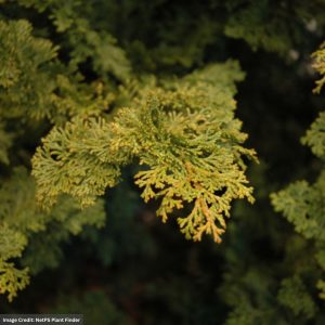 Falsecypress – Hinoki – 30-36″ – B&B