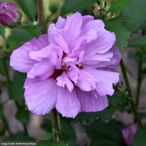 Rose Of Sharon – Ardens – 4-5ft – B&B