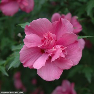 Rose Of Sharon – Lucy – 4-5ft – B&B