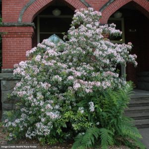 Mountain Laurel – Elf – #3 Container