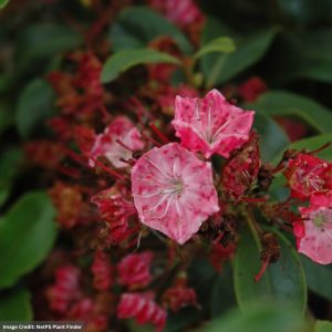 Mountain Laurel – Raspberry Glow – #5 Container