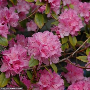 Rhododendron – Olga Mezitt – #3 Container
