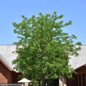 Honeylocust – Skyline – 2.5-3″ Caliper – B&B