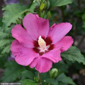 Rose Of Sharon – Paraplu Rouge™ – 4-5ft – B&B