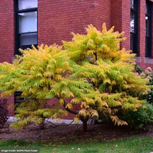 Sumac – Tiger Eyes® – #3 Container