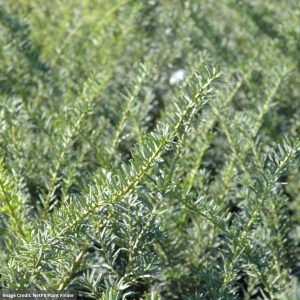 Yew – Nigra (Dark Spreading) – 18-24″ – B&B