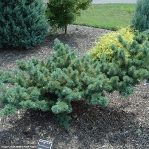 Japanese Pine – White Fukuzumi – #6 Container