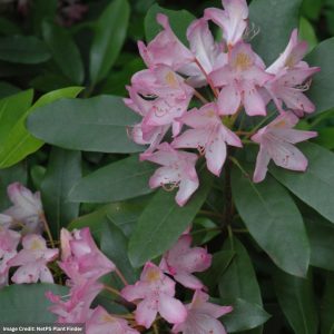 Rhododendron – Maximum Pink – 30-36″ – B&B