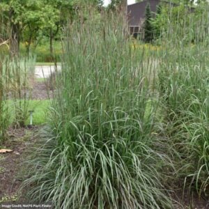 Bluestem (Andropogon gerardii) – Blackhawks – #3 Container