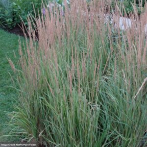 Variegated Reed Grass (Calamagrostis acutiflora) – Overdam – #3 Container