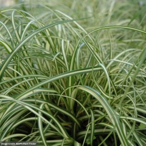 Variegated Japanese Sedge (Carex oshimensis) – Evergold – #1 Container