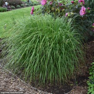 Fountain Grass (Pennisetum alopecuroides) – Desert Plains – #3 Container