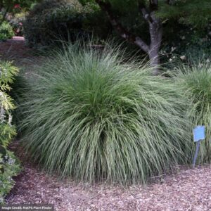 Dwarf Fountain Grass (Pennisetum alopecuroides) – Hameln – #2 Container