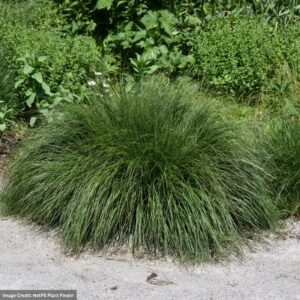 Dwarf Fountain Grass (Pennisetum alopecuroides) – Piglet – #2 Container