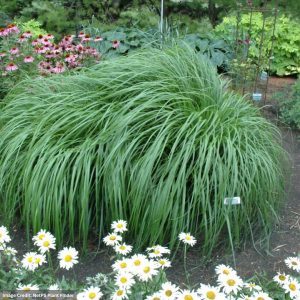 Fountain Grass (Pennisetum alopecuroides) – Red Head – #3 Container