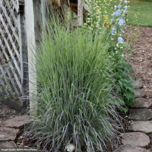 Little Bluestem Grass (Schizachyrium) – Twilight Zone – #2 Container
