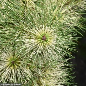 Japanese Red Pine – Golden Ghost – #6 Container