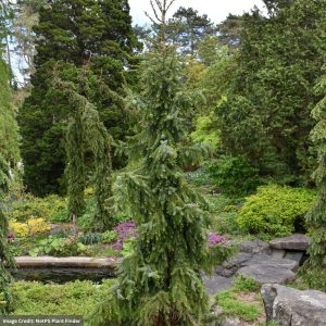 Serbian Spruce – Gotelli Weeping – #10 Container