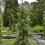 Serbian Spruce – Gotelli Weeping – #10 Container