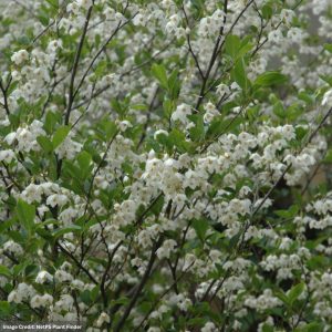 Snowbell Japanese – Snowcone – #7 Container