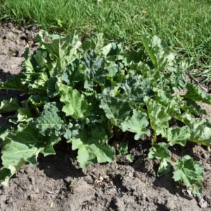 Rhubarb – Victoria – #2 Container