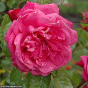 Climbing Rose – Laguna Arborose – #3 Container