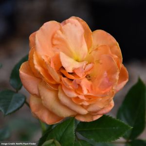 Climbing Rose – Tangerine Skies Arborose – #3 Container