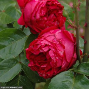 Climbing Rose – Eden Red – #3 Container