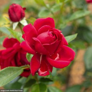 Floribunda Rose – Desmond Tutu Sunbelt – #3 Container