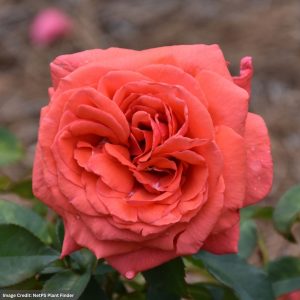 Hybrid Tea Rose – Fragrant Cloud – #3 Container
