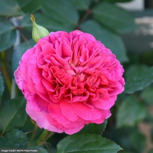 David Austin Rose – Gabriel Oak – #3 Container