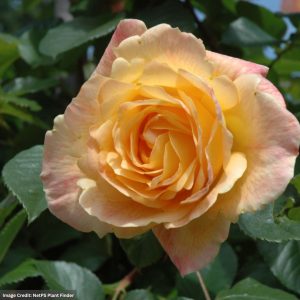 Climbing Rose – Garden Sun – #3 Container
