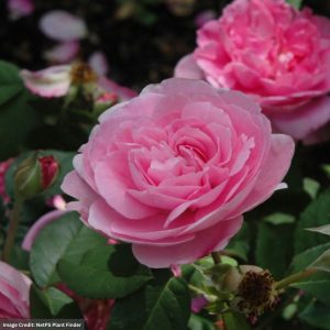 David Austin Rose – Gertrude Jeckyll – #3 Container