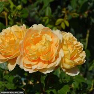 David Austin Rose – Golden Celebration – #3 Container