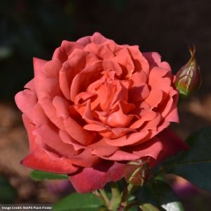 Floribunda Rose – Hot Cocoa – #3 Container
