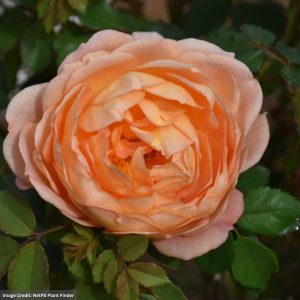 David Austin Rose – Lady Of Shalott – #3 Container