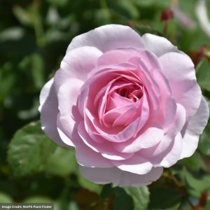 David Austin Rose – Olivia Rose Austin – #3 Container