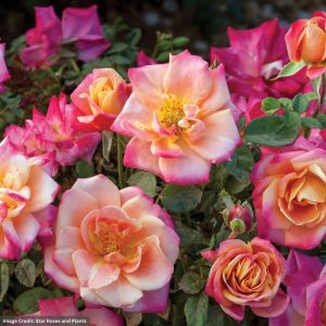 Floribunda Rose – Polynesian Punch (Tree) – #5 Container