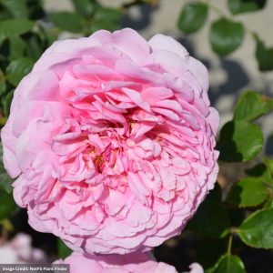 David Austin Rose – Princess Alexandra Of Kent – #3 Container