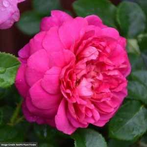 David Austin Rose – Princess Anne – #3 Container