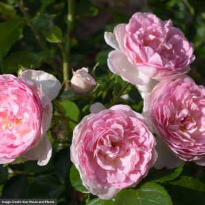Hybrid Tea Rose – Romantica Ball Gown – #3 Container