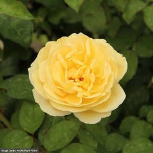 Hybrid Tea Rose – Moonlight Romantica – #3 Container
