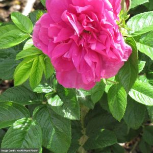 Rugosa Rose – Hansa – #3 Container