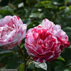 Floribunda Rose – Scentimental – #3 Container