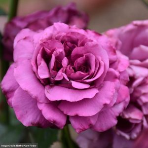 Floribunda Rose – Plum Perfect Sunbelt – #3 Container